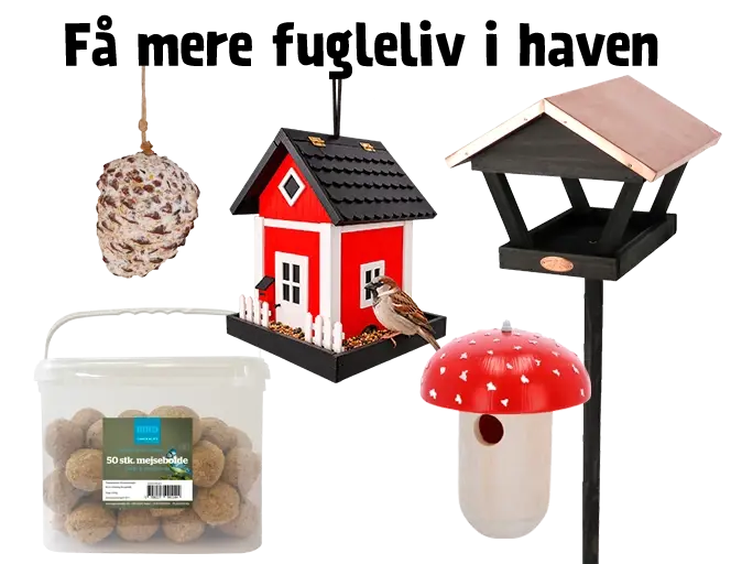 Fuglehuse og fuglemad